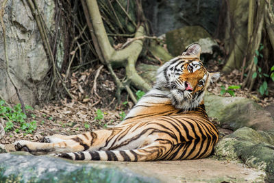 Cat relaxing on rock in zoo