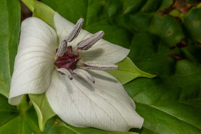 plant