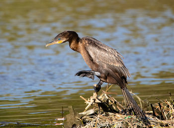 Bird perching on lakeshore