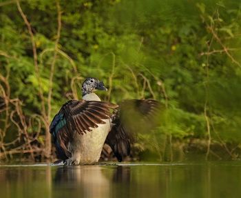 Ducks in a lake