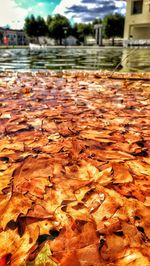 Close-up of autumn leaves in water