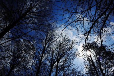 Low angle view of trees against sky