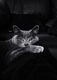 Close-up portrait of cat sitting on bed at home