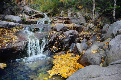 River flowing through forest
