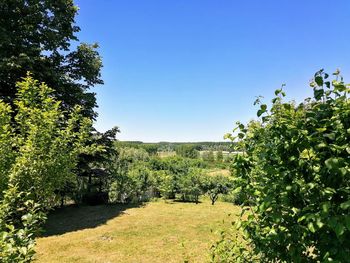 Trees on field against clear blue sky