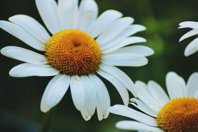 Close-up of daisy blooming