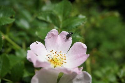 Close-up of insect pollinating on flower