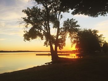 Silhouette of trees at sunset