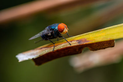 Close-up of insect