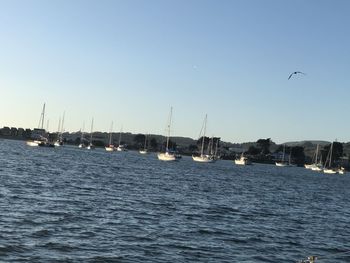Sailboats in sea