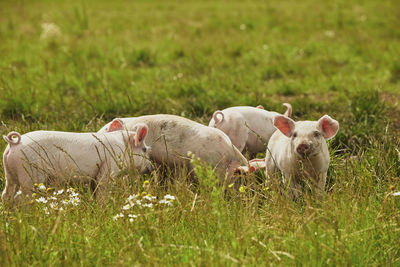 Sheep on grassy field