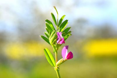 Close-up of pink flowers