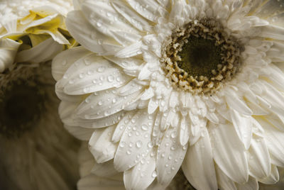 Macro shot of water drops on flower