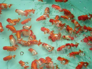 High angle view of fish swimming in sea