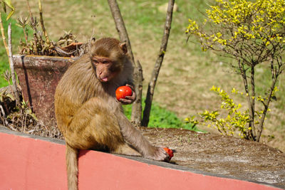 Monkey sitting on tree