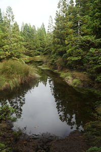 Scenic view of lake amidst trees in forest