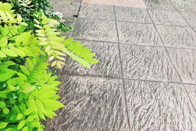 High angle view of leaves on footpath