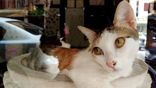 Close-up portrait of cat