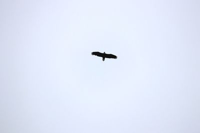 Low angle view of silhouette bird flying against clear sky