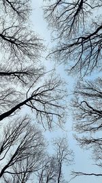 Low angle view of bird on tree against sky