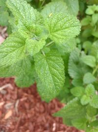 Close-up of fresh green plant