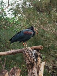 Close-up of a bird perching on a tree