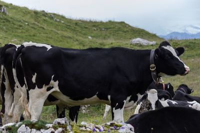 Cow standing in a field