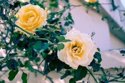 Close-up of yellow rose blooming outdoors