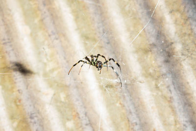 Close-up of spider on web