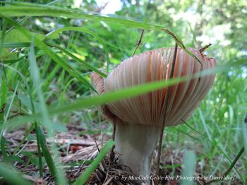 Close-up of mushroom growing outdoors