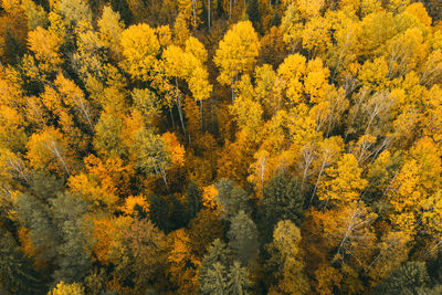 Full frame shot of trees