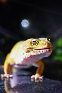 Leopard gecko in the moonlight