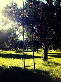 Trees growing on grassy field