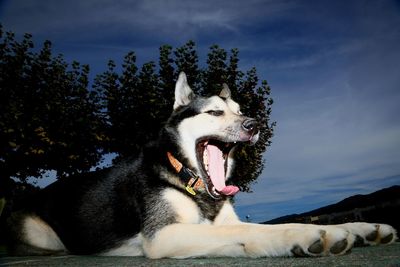 Dog looking at camera against sky