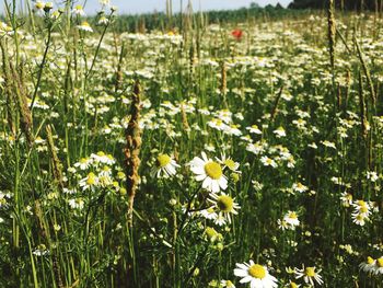 Close-up of flowering plants on field