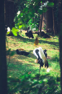 View of bird on field