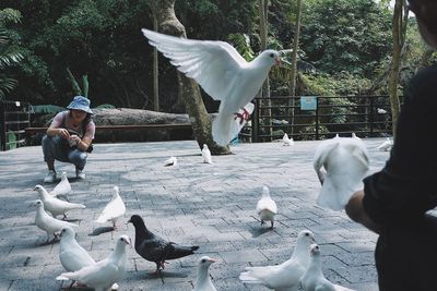 Seagulls flying over white eating