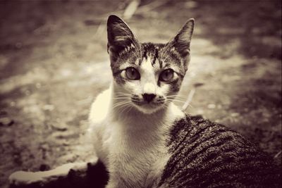Portrait of cat looking up