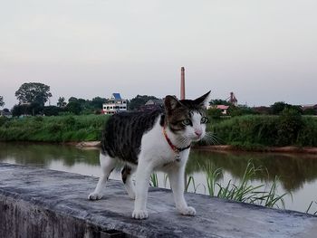 View of dog standing on lake against sky