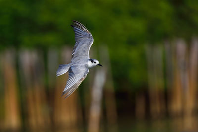 Close-up of bird flying