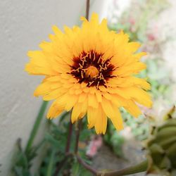 Close-up of yellow flower