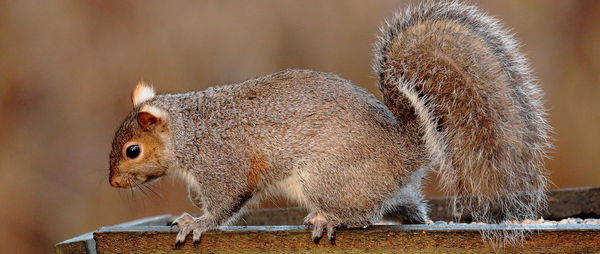 Close up of squirrel