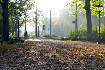 Autumn trees against sky