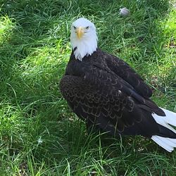 Bird flying over grassy field