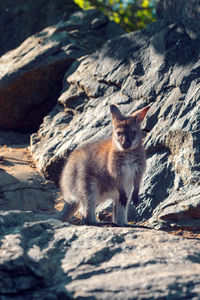 Portrait of cat sitting on rock