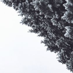 Low angle view of tree against clear sky