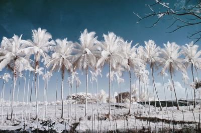 Snow covered plants against sky