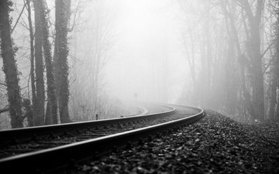 Railroad tracks amidst trees in forest