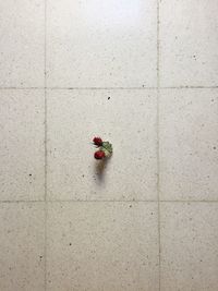 Close-up view of umbrella