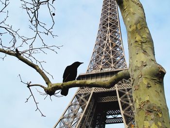 Low angle view of bird perching on tree against sky